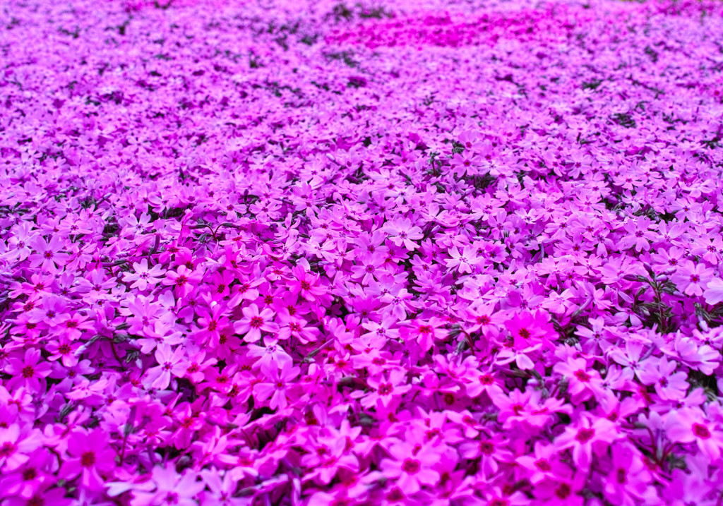 芝桜