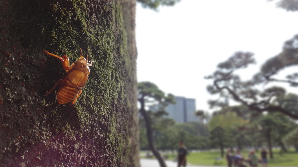 ぼくは東京生まれ