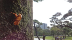 ぼくは東京生まれ