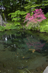 忍野八海11