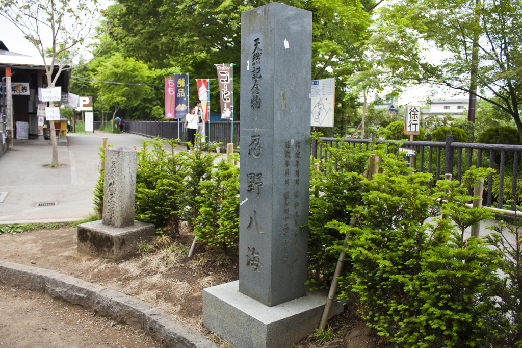 忍野八海15
