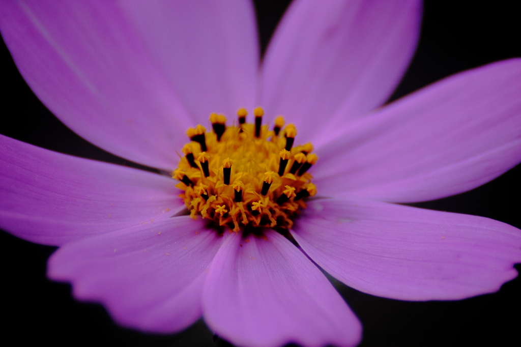 秋桜（紫）