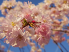 SAKURA