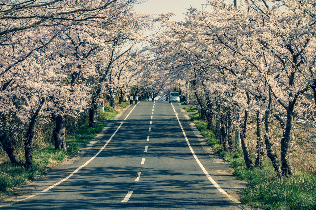 桜坂