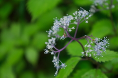 山紫陽花