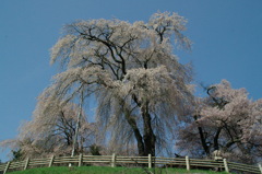 勝間薬師堂しだれ桜