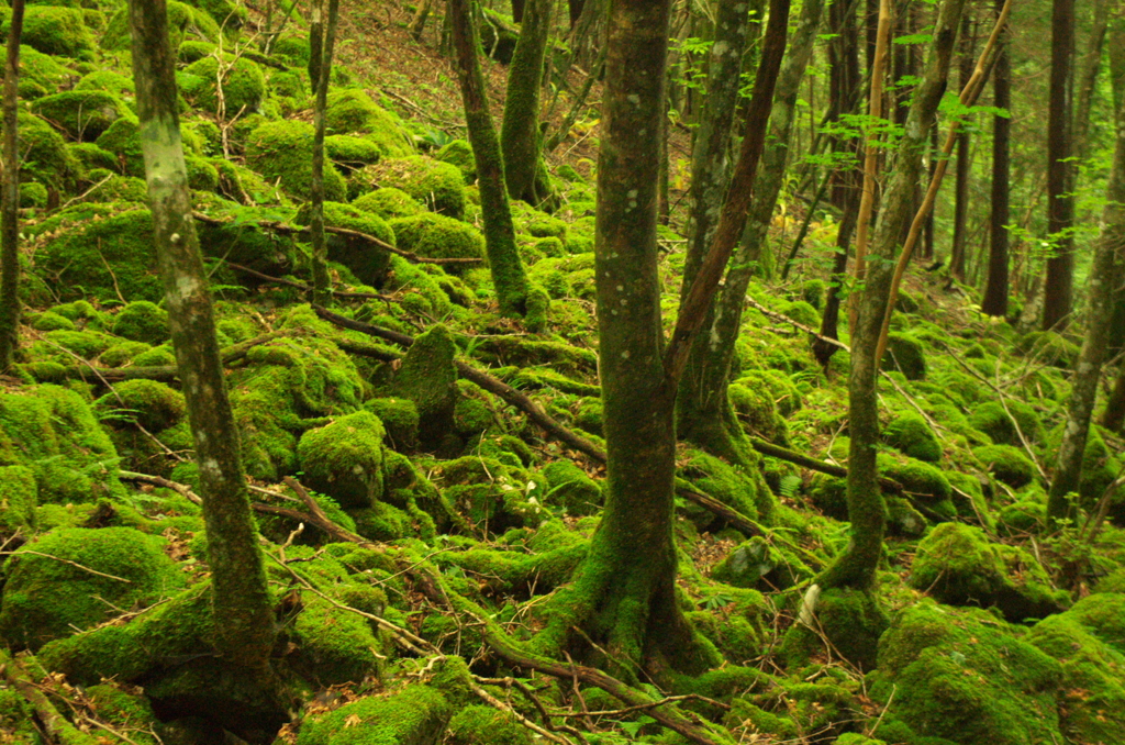 苔生す場所