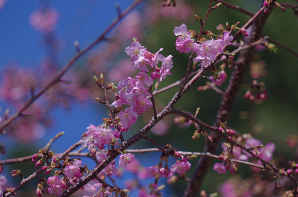 河津桜（美和桜）1
