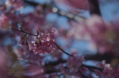 河津桜（美和桜）2