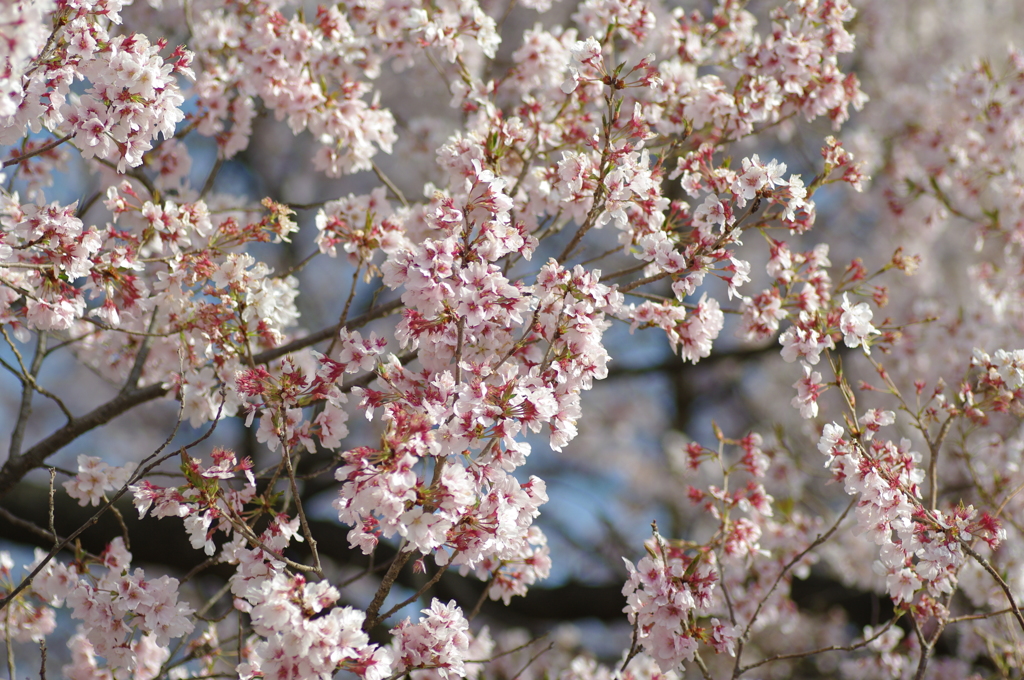 高遠城址公園桜