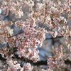 高遠城址公園桜