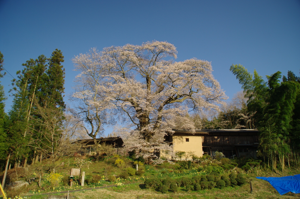 新田の桜