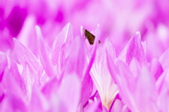 秋色に囲まれて