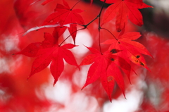 燃える紅