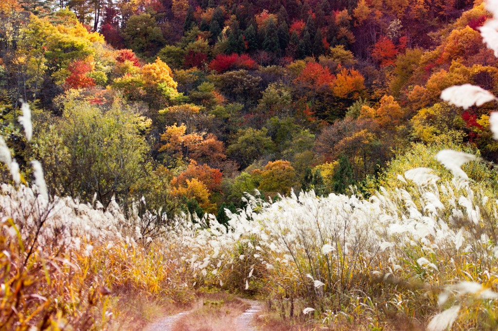 紅葉への道