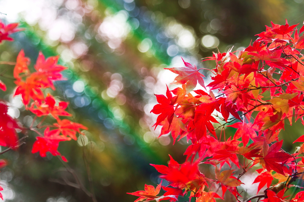 Red leaf