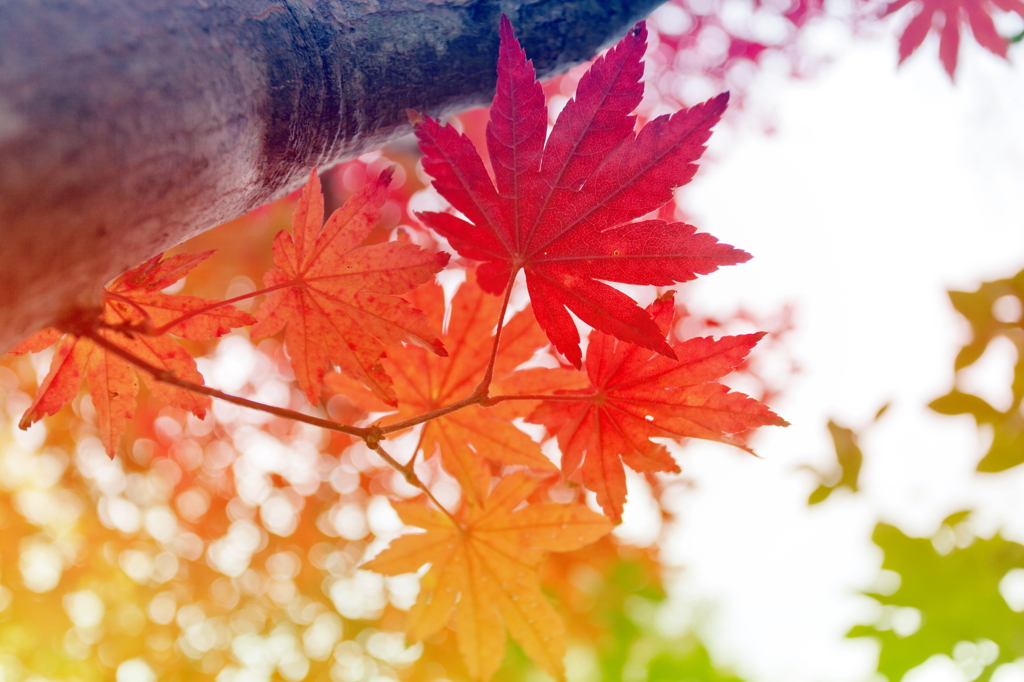 グラデーション