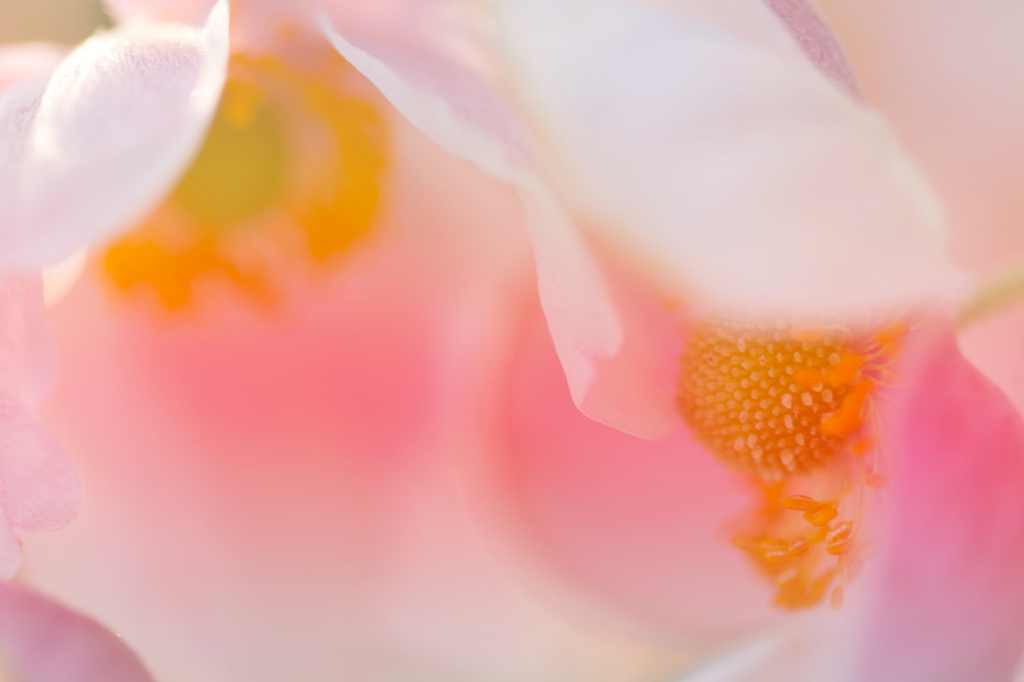 シュウメイギク