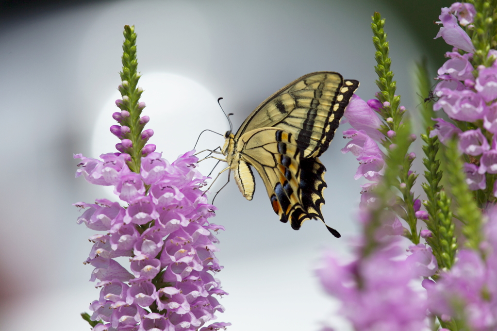 ハナトラノオと