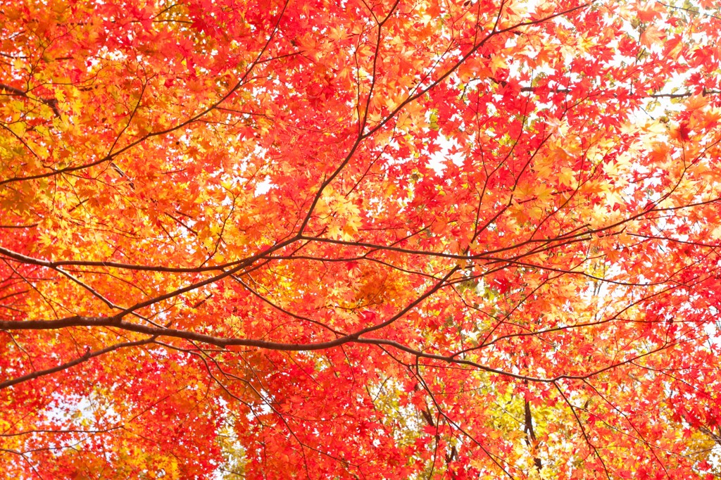 もみじ