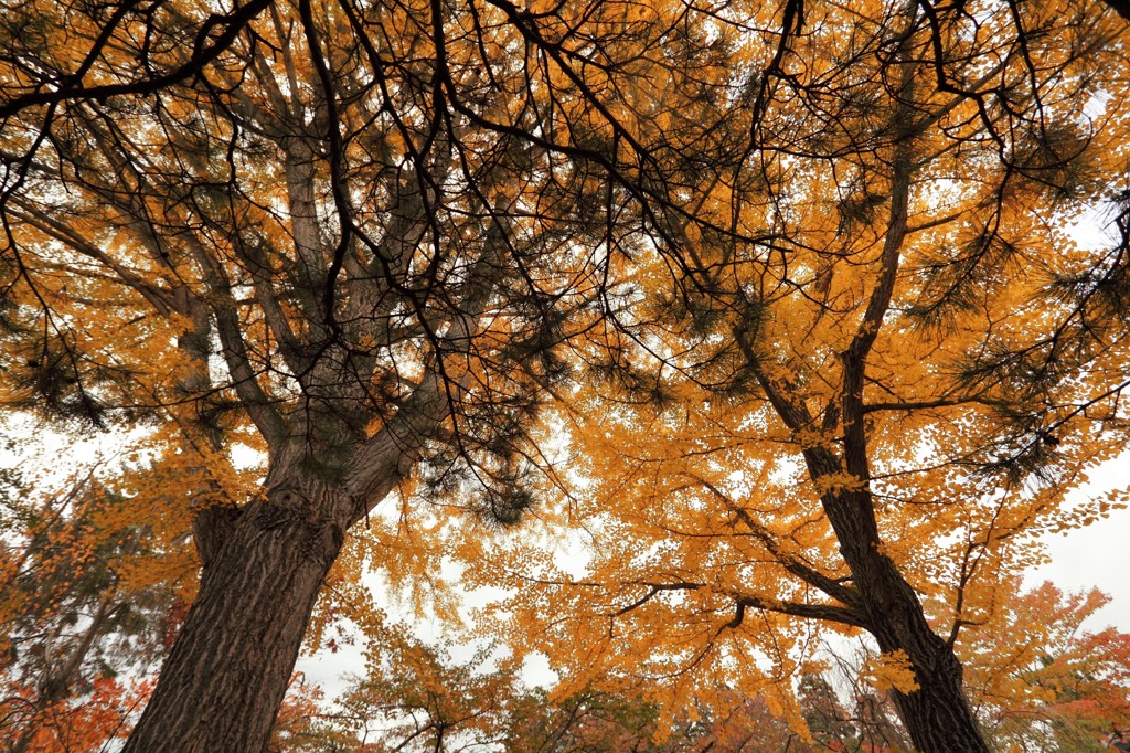松と銀杏