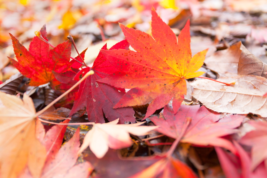 落葉