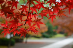 紅の庭