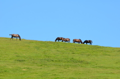 野生の馬