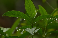 水玉