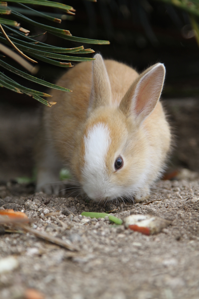 赤ちゃんうさぎ？