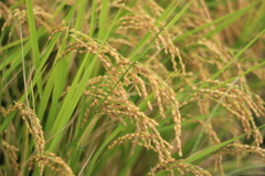 稲穂