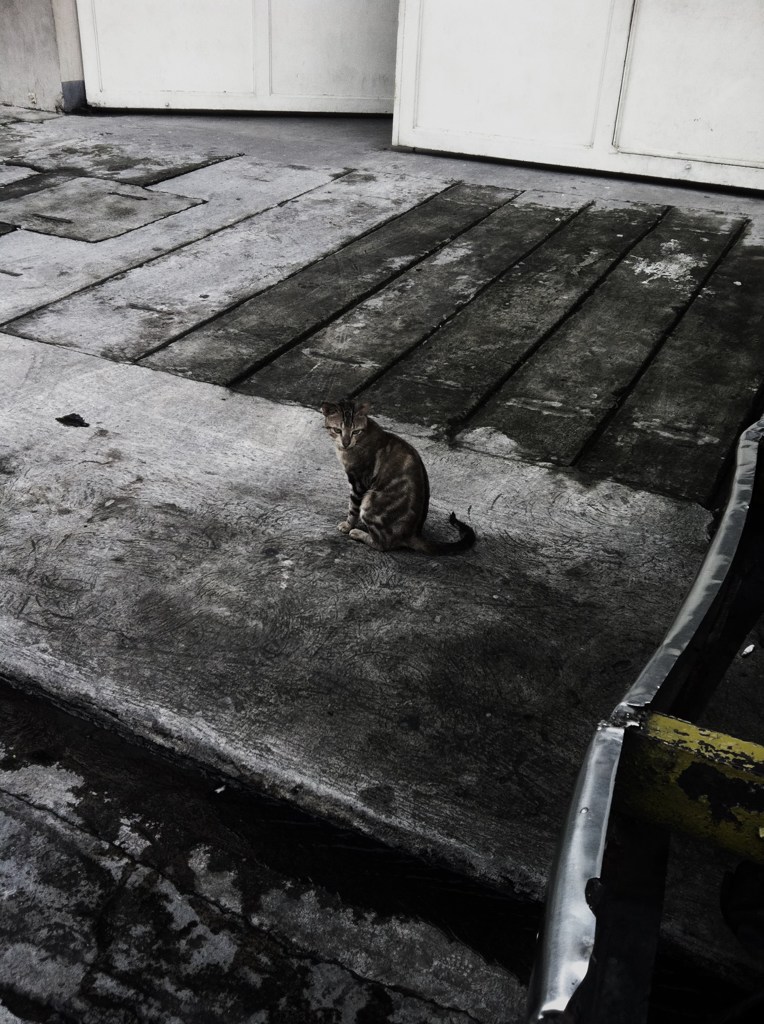 路上の猫？
