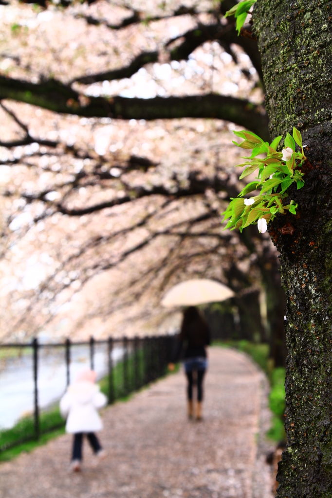 桜笠