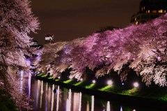 千鳥ヶ淵  桜②