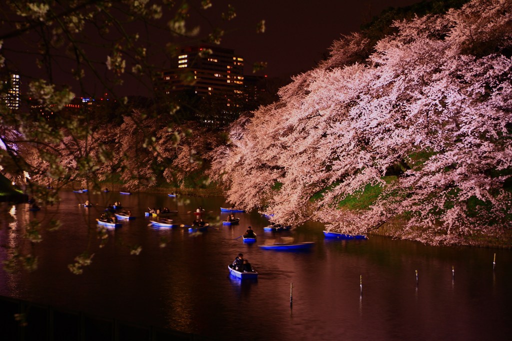 千鳥ヶ淵  山桜