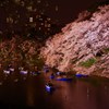 千鳥ヶ淵  山桜