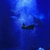海の鳥