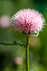 ピンクのアザミ