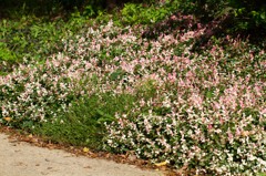 ピンクのじゅうたん