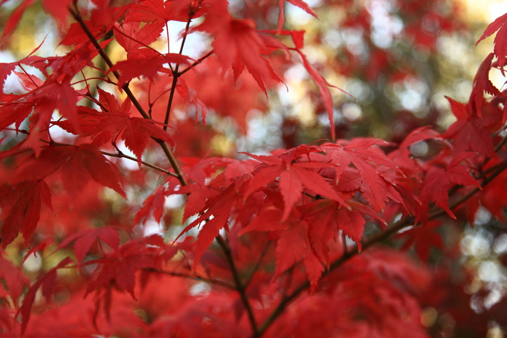 紅葉