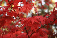 紅葉