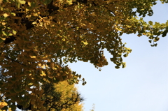 紅葉半分