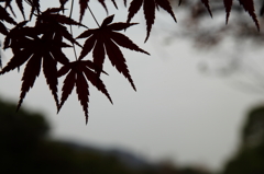 曇りのもみじ