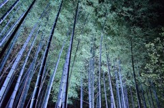 竹林