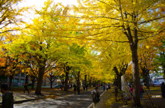 紅葉２