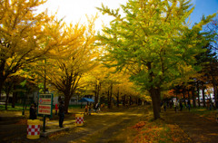 紅葉１