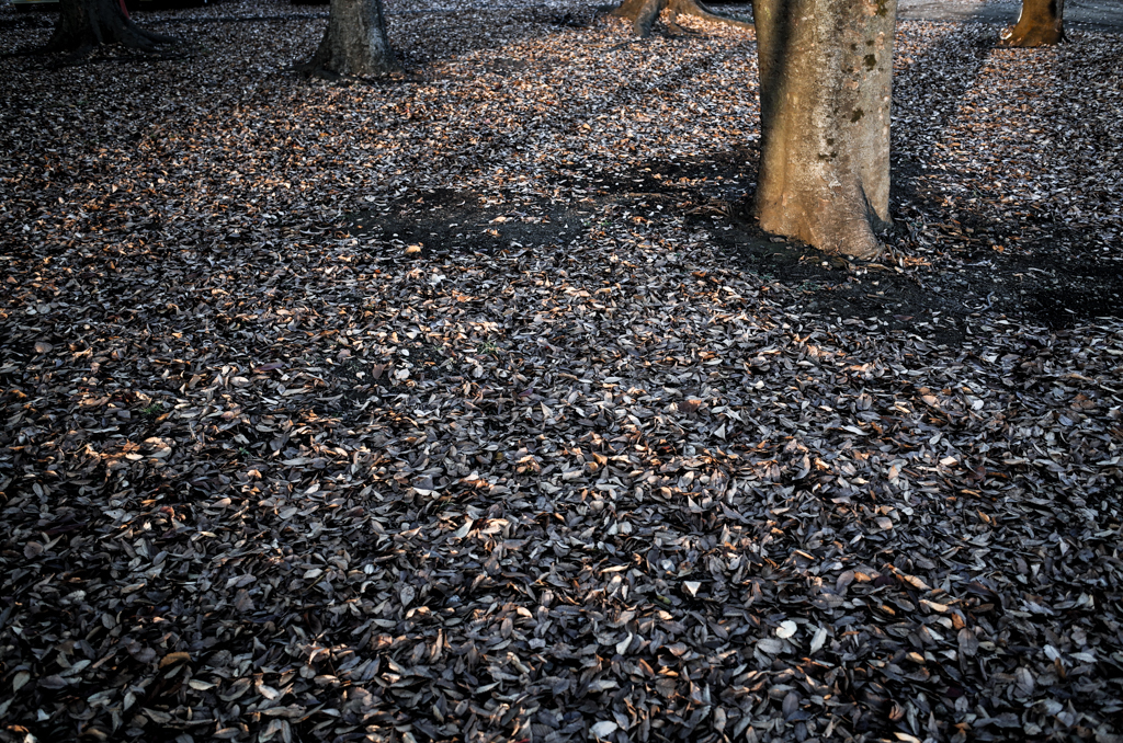 fallen leaves