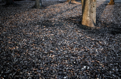 fallen leaves