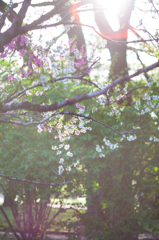 陽光と桜