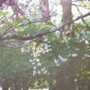 陽光と桜
